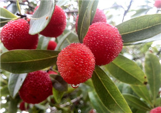 楊梅吃多了會拉肚子嗎 為什么吃楊梅會拉肚子