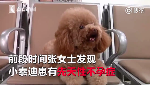 寵物可以做試管嗎 寵物能不能人工受孕