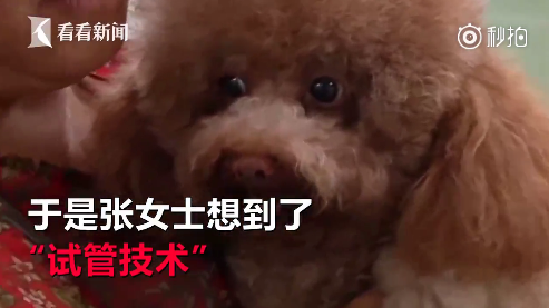 寵物可以做試管嗎 寵物能不能人工受孕