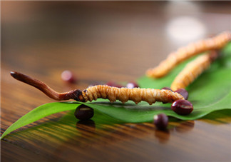 冬蟲夏草小孩子能吃嗎 小孩吃蟲草的危害 冬蟲夏草小孩子能吃嗎 小孩吃蟲草的危害