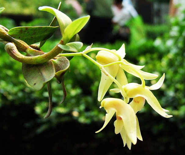 鐵皮石斛來月經能吃嗎 為什么宮寒不宜吃鐵皮石斛 鐵皮石斛來月經能吃嗎 為什么宮寒不宜吃鐵皮石斛