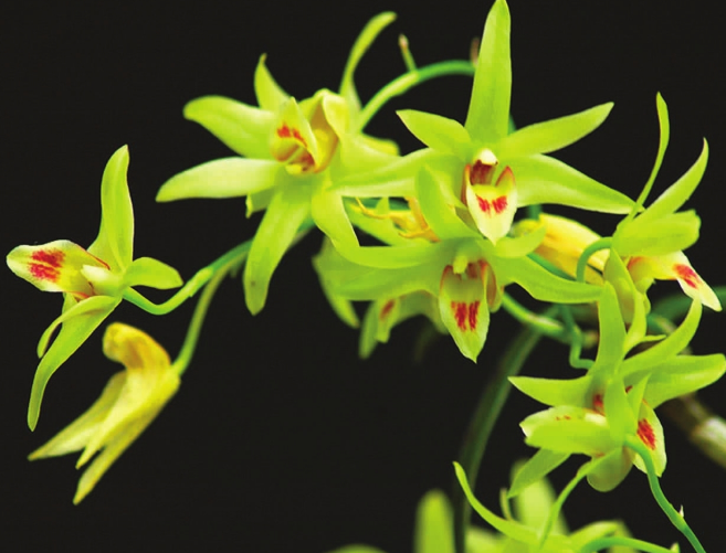 鐵皮石斛來月經能吃嗎 為什么宮寒不宜吃鐵皮石斛 鐵皮石斛來月經能吃嗎 為什么宮寒不宜吃鐵皮石斛