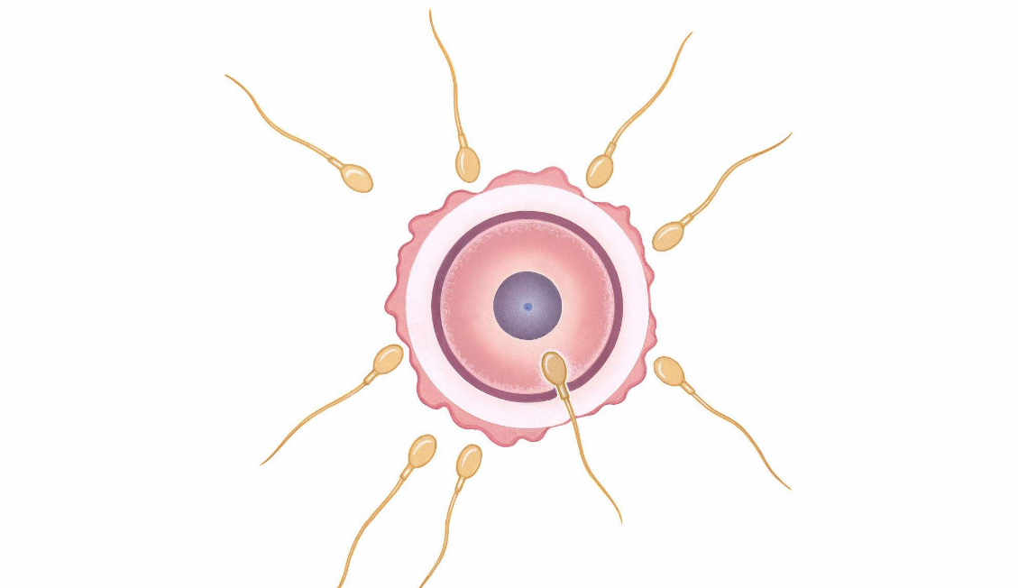 不孕的原因有哪些 不孕不育可以做人工受孕嗎