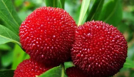 孕婦吃楊梅怎么選2018 孕婦吃楊梅怎么洗干凈