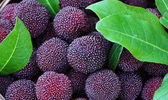 孕婦吃楊梅怎么選2018 孕婦吃楊梅怎么洗干凈