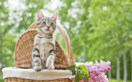 單純的六月心情說說 六月在夏天之前的心情感慨朋友圈 單純的六月心情說說 六月在夏天之前的心情感慨朋友圈