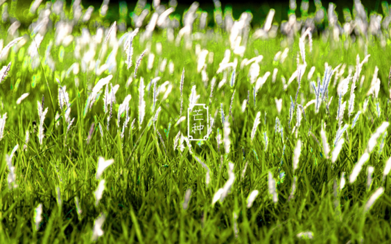 2018今日芒種帶圖心情說說 今天是芒種配圖短語說說朋友圈