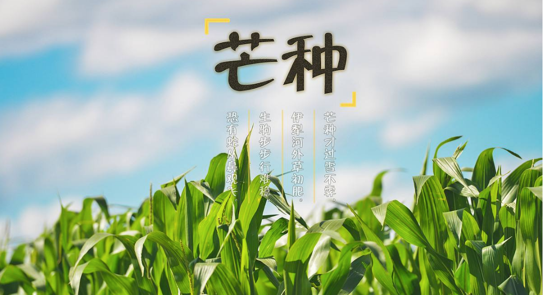 2018今日芒種帶圖心情說說 今天是芒種配圖短語說說朋友圈