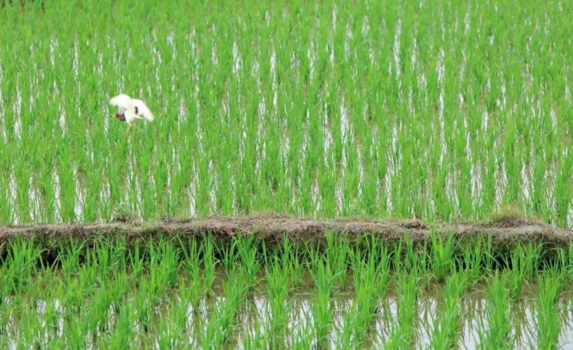 2018芒種配圖勵志晚安心語 芒種節氣晚安問候語