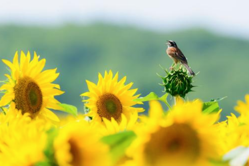 感慨盛夏光年的心情說說 盛夏的一場狂歡來到了光年之外 感慨盛夏光年的心情說說 盛夏的一場狂歡來到了光年之外