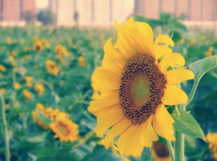 感慨盛夏光年的心情說說 盛夏的一場狂歡來到了光年之外 感慨盛夏光年的心情說說 盛夏的一場狂歡來到了光年之外