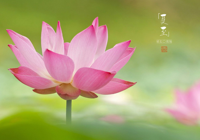 夏至是夏天來了嗎 立夏和夏至區(qū)別是什么 夏至是夏天來了嗎 立夏和夏至區(qū)別是什么