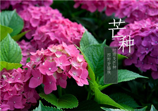 2018芒種配圖勵(lì)志晚安心語 芒種節(jié)氣晚安問候語