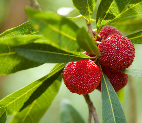 楊梅里的蟲高蛋白可以吃 沒冷藏過的楊梅易生蟲
