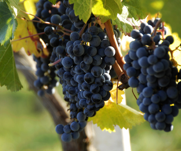 孕婦可以吃葡萄嗎 孕婦吃完葡萄不能立刻喝水 孕婦可以吃葡萄嗎 孕婦吃完葡萄不能立刻喝水