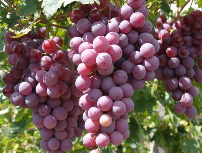 孕婦可以吃葡萄嗎 孕婦吃完葡萄不能立刻喝水 孕婦可以吃葡萄嗎 孕婦吃完葡萄不能立刻喝水