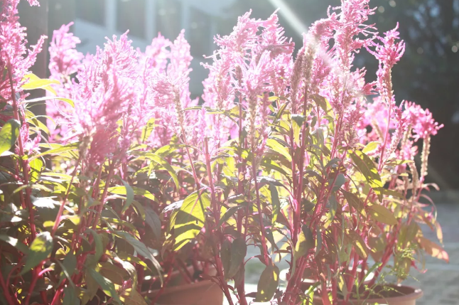 懷孕怎么科學健康的補鈣 2018最簡單給孕婦補鈣方法 懷孕怎么科學健康的補鈣 2018最簡單給孕婦補鈣方法