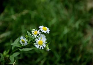 懷孕的時候為什么特別的招蚊子 懷孕的時候驅蚊方法2018
