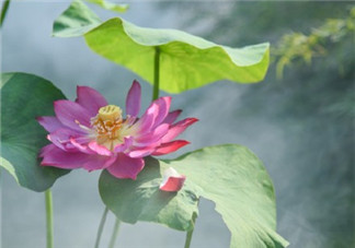 看荷花的心情說(shuō)說(shuō)圖片 描寫(xiě)荷花的優(yōu)美句子