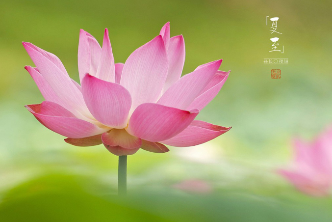 夏至后是什么節氣 夏至過后為什么會變熱