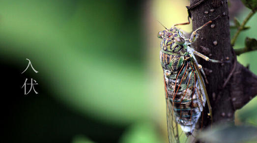 2018夏至過后多少天入伏 2018初伏是什么時候