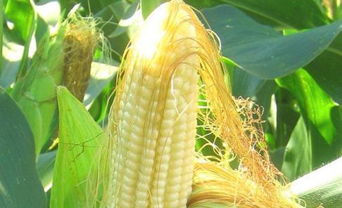 孕婦可以喝玉米須水嗎 孕婦可以喝但孕早期不宜喝 孕婦可以喝玉米須水嗎 孕婦可以喝但孕早期不宜喝