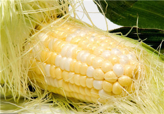 寶寶可以喝玉米須水嗎 新生兒黃疸期間適量喝