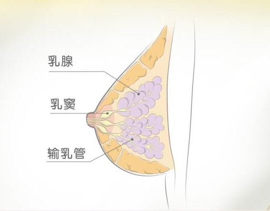 夏天懷孕乳頭上有淡黃色的乳汁怎么回事 懷孕期的泌乳是正常的嗎