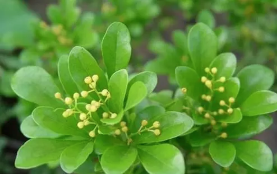 2018夏季防蚊止癢妙招大全 寶寶防蚊止癢哪些方法最有效