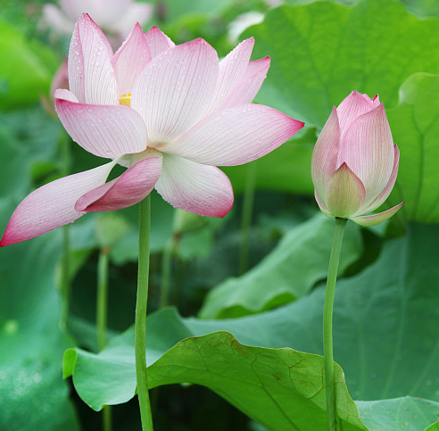 2018小暑是數伏嗎 小暑代表正式進入盛夏