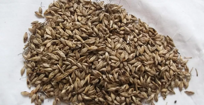 用麥芽回乳沒有效果是什么原因 麥芽回乳沒效果回奶方法2018