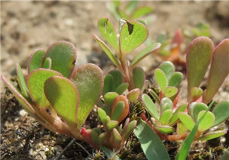 馬齒莧能治療痱子嗎 夏季怎么用馬齒莧治療寶寶痱子 