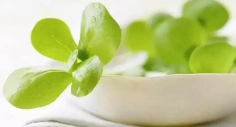 馬齒莧能治療痱子嗎 夏季怎么用馬齒莧治療寶寶痱子 