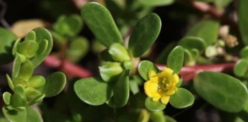 馬齒莧能治療痱子嗎 夏季怎么用馬齒莧治療寶寶痱子 