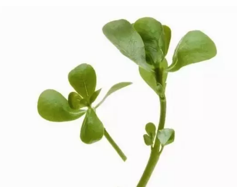 嬰兒痱子擦什么藥膏 寶寶夏季起熱痱子了用什么好的快 嬰兒痱子擦什么藥膏 寶寶夏季起熱痱子了用什么好的快