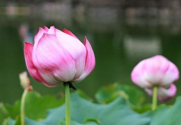 帶孩子看荷花的說說句子 和孩子看荷花發(fā)心情感慨