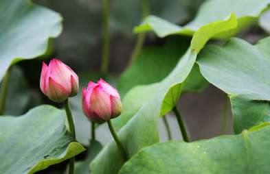帶孩子看荷花怎么發(fā)朋友圈配文 描寫荷花的唯美句子短語 帶孩子看荷花怎么發(fā)朋友圈配文 描寫荷花的唯美句子短語