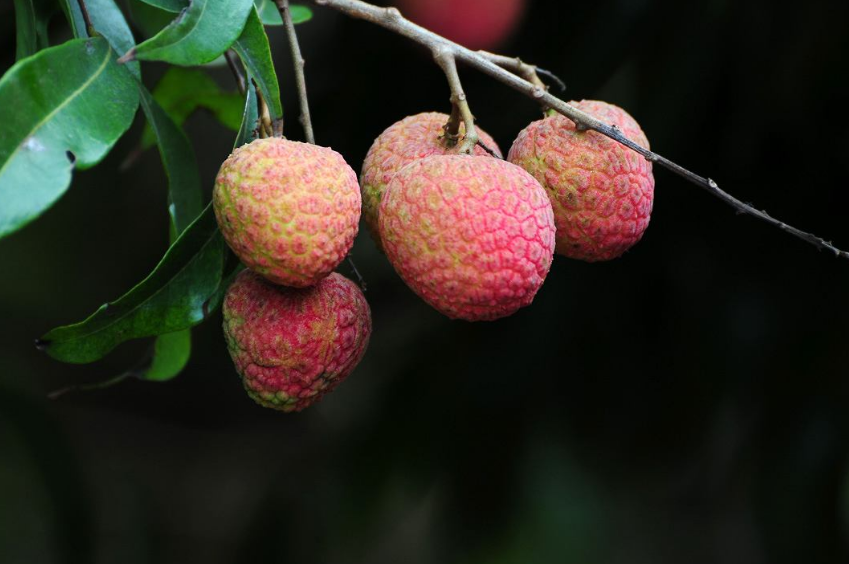 懷孕七個月可以吃荔枝嗎 懷孕七個月吃什么水果好2018