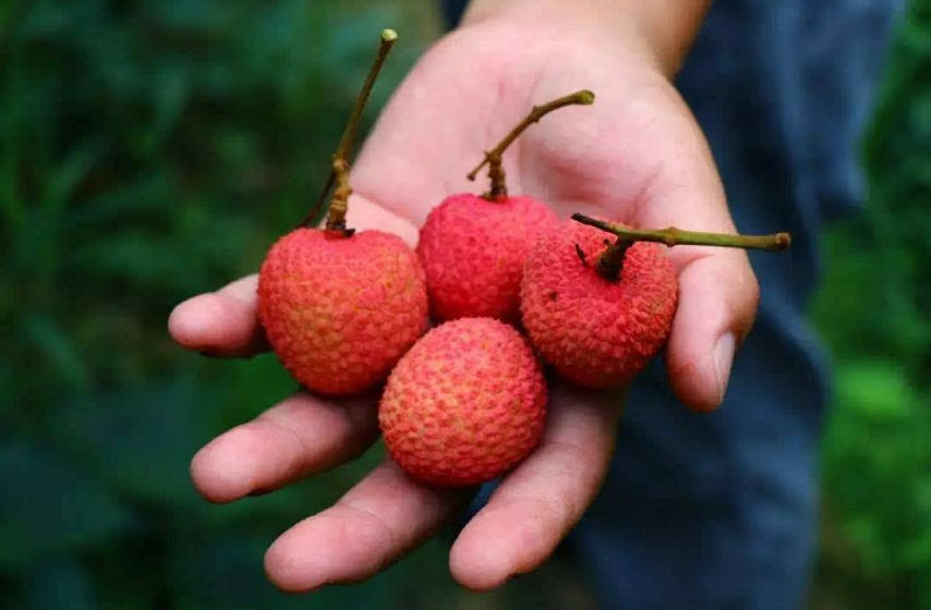 懷孕七個月可以吃荔枝嗎 懷孕七個月吃什么水果好2018