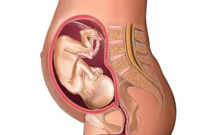 懷孕七個月胎兒長什么樣子 懷孕七個月胎兒圖2018