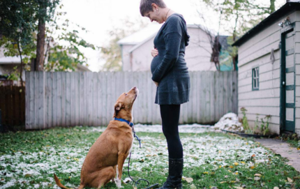 狗狗能察覺主人懷孕嗎 主人懷孕了狗狗怎么辦 狗狗能察覺主人懷孕嗎 主人懷孕了狗狗怎么辦