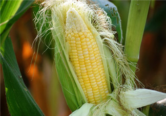 玉米須治腎結石的效果好嗎 玉米須治腎結石怎么喝2018 玉米須治腎結石的效果好嗎 玉米須治腎結石怎么喝2018