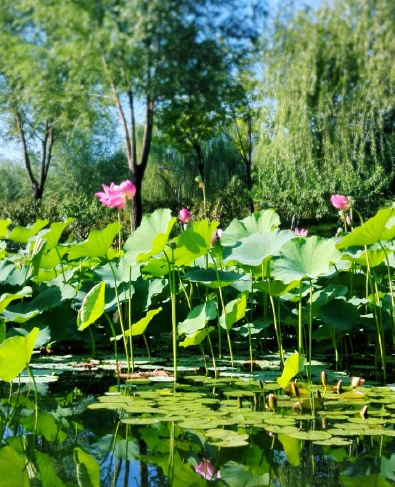 2018小暑節氣圖片說說 今日小暑發朋友圈配文 2018小暑節氣圖片說說 今日小暑發朋友圈配文