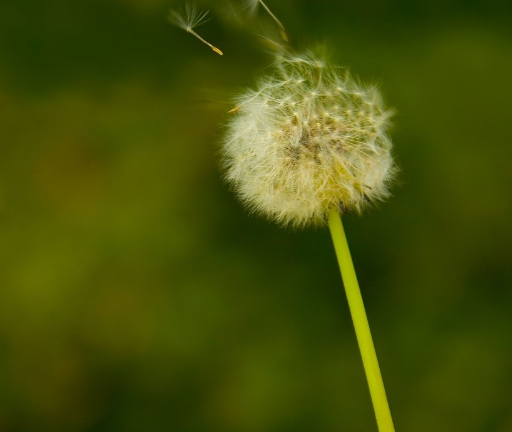 有青春痘可以長期吃蒲公英嗎 能長期少量食用2018