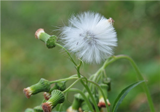 有青春痘可以長期吃蒲公英嗎 能長期少量食用2018