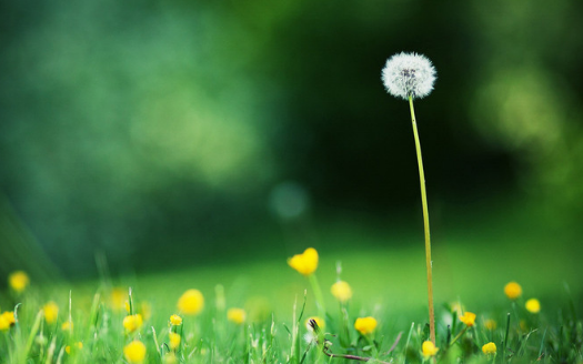 蒲公英減肥多久見效 減肥能長期吃蒲公英嗎2018 蒲公英減肥多久見效 減肥能長期吃蒲公英嗎2018