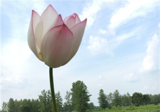 盛夏聽蟬鳴的說說句子圖片 描寫蟬鳴的唯美句子心情 盛夏聽蟬鳴的說說句子圖片 描寫蟬鳴的唯美句子心情