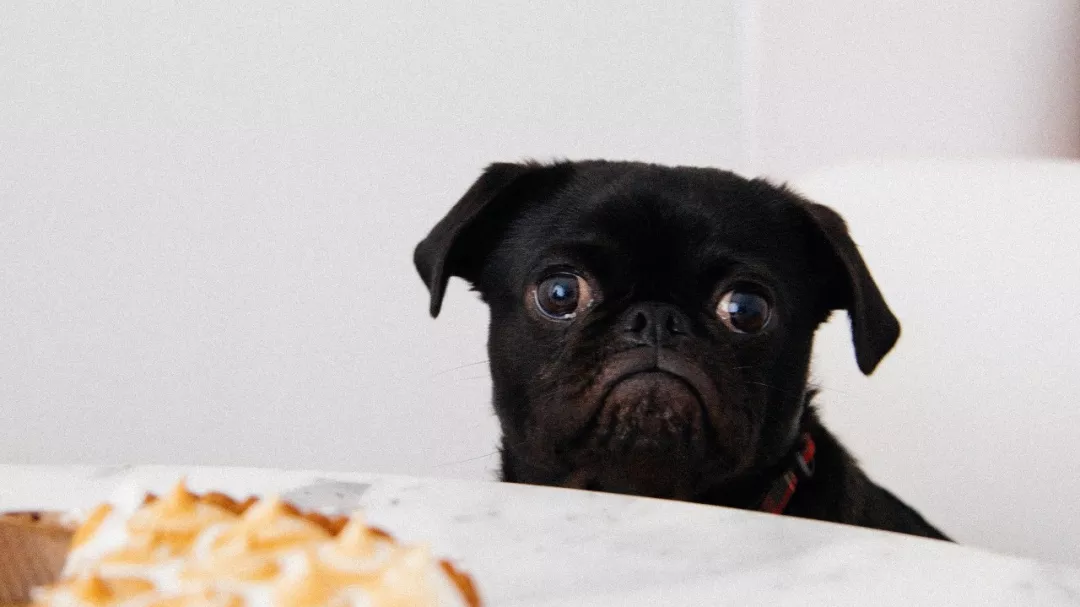 懷孕之后就不能養(yǎng)寵物了嗎 家里有孩子可以養(yǎng)寵物嗎