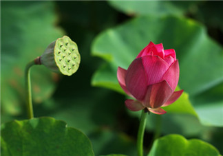 2018三伏天如何養(yǎng)生 三伏天養(yǎng)生記住喝水別多也別少