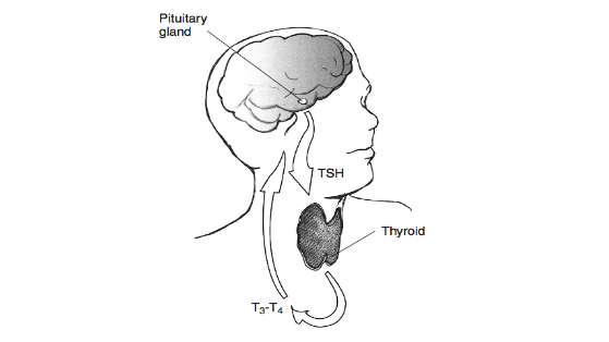 孕早期促甲狀腺激素偏低正常嗎 孕早期促甲狀腺激素偏低怎么辦